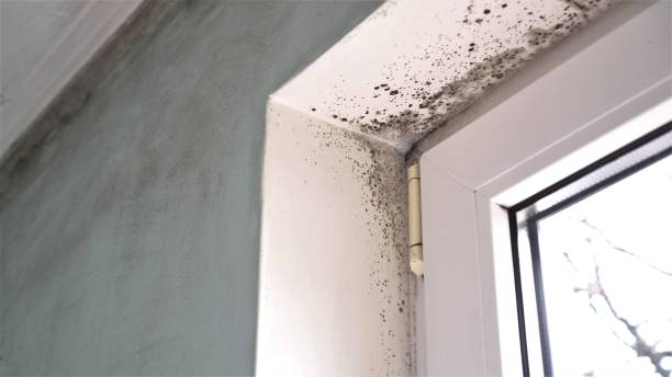 Best Mold Damage Repair  in Pleasant Hill, IA