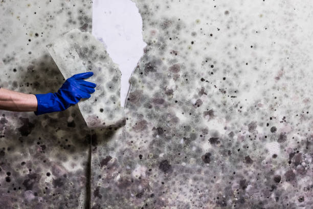 Mold Testing and Removal in Pleasant Hill, IA